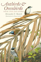 Cover of 'Antbirds and Ovenbirds' 