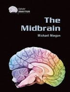 The Midbrain The Midbrain
