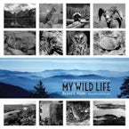 My Wild Life My Wild Life