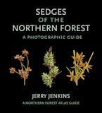 Sedges of the Northern Forest