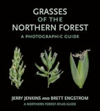 Grasses of the Northern Forest