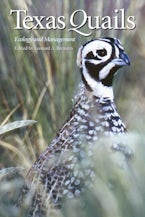 Texas Quails Texas Quails