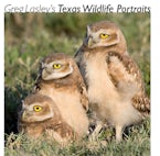 Greg Lasleys Texas Wildlife Portraits Greg Lasleys Texas Wildlife Portraits