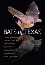 Bats of Texas Bats of Texas