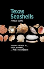 Texas Seashells Texas Seashells